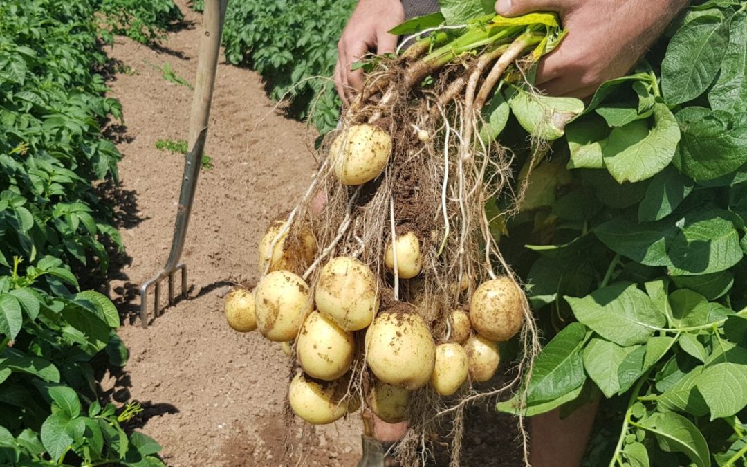 Encouraging healthy rooting in Potatoes