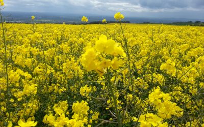 Increasing oil content of OSR by 10% with foliar nitrogen.
