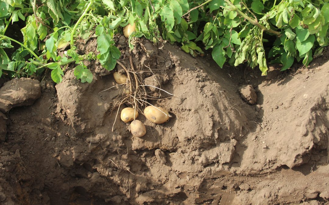Potato Armageddon …. Will the UK farmers follow Europe in planting decisions?