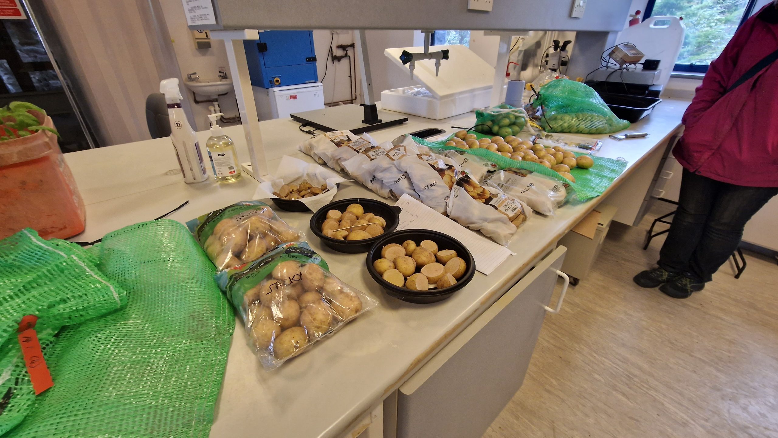 Laboratory testing of Potatoes at ERL's facility