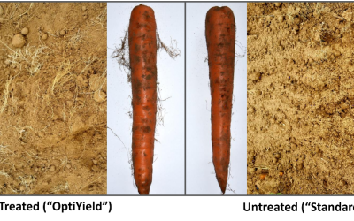 OptiYield® Carrot Trials