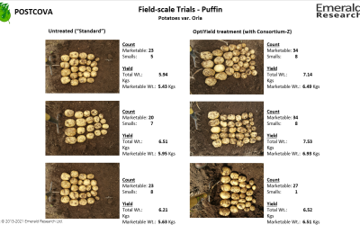Maincrop Potato Trials – Cresswell Barn Farm