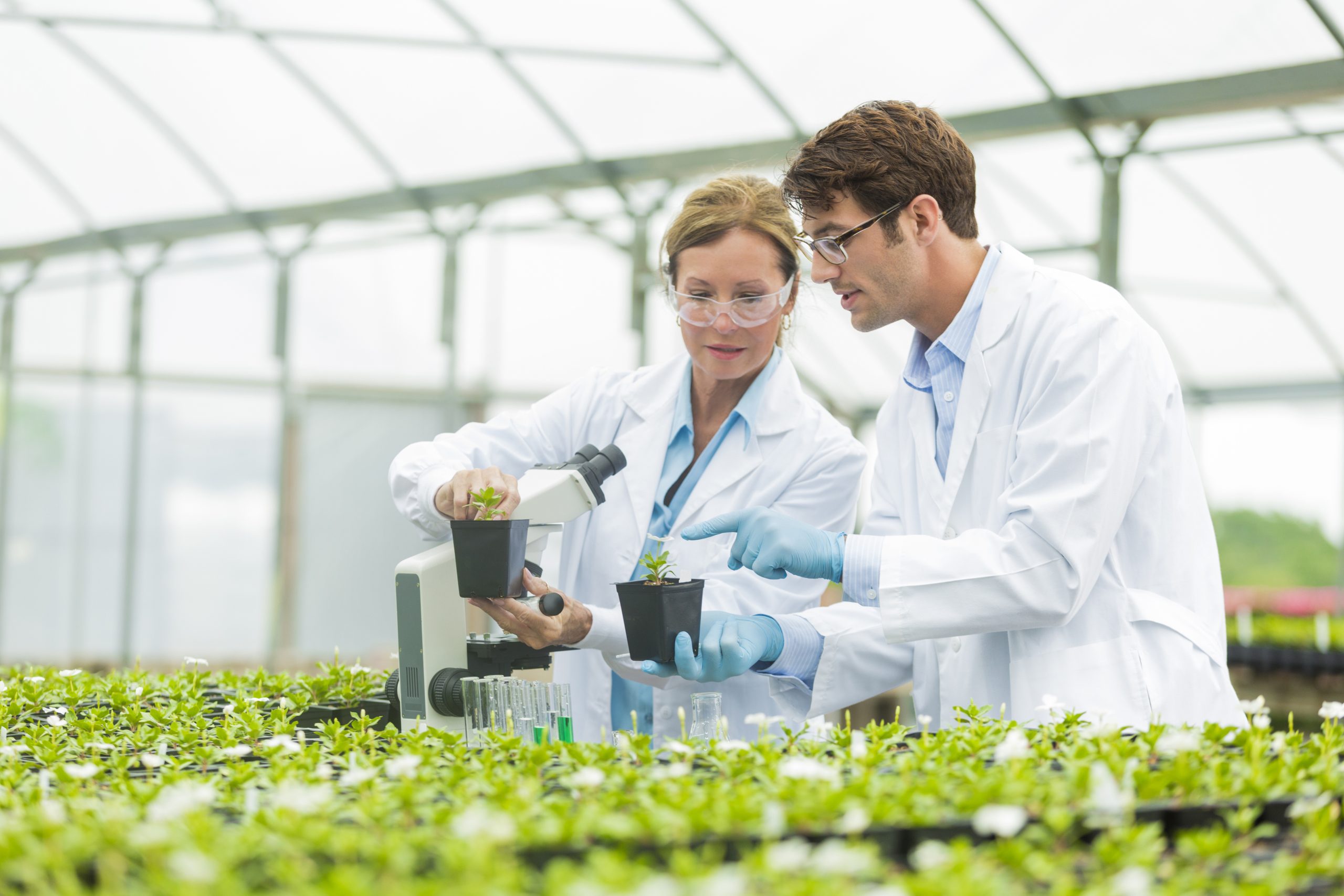 Testing of bioactive compounds in a glasshouse