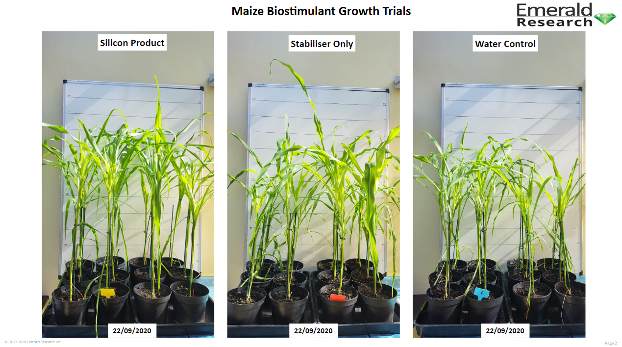3 maize plants used in trials