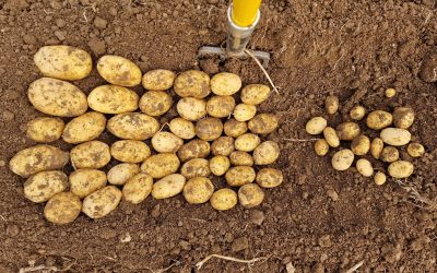Fancy a TRIP (Transformative Reduced Input Potatoes) to our Cornish nutritional trials?