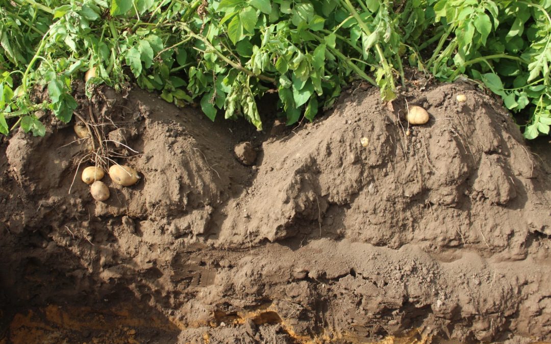 A free draining soil