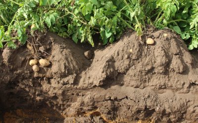 Soil health: Thriving over surviving 