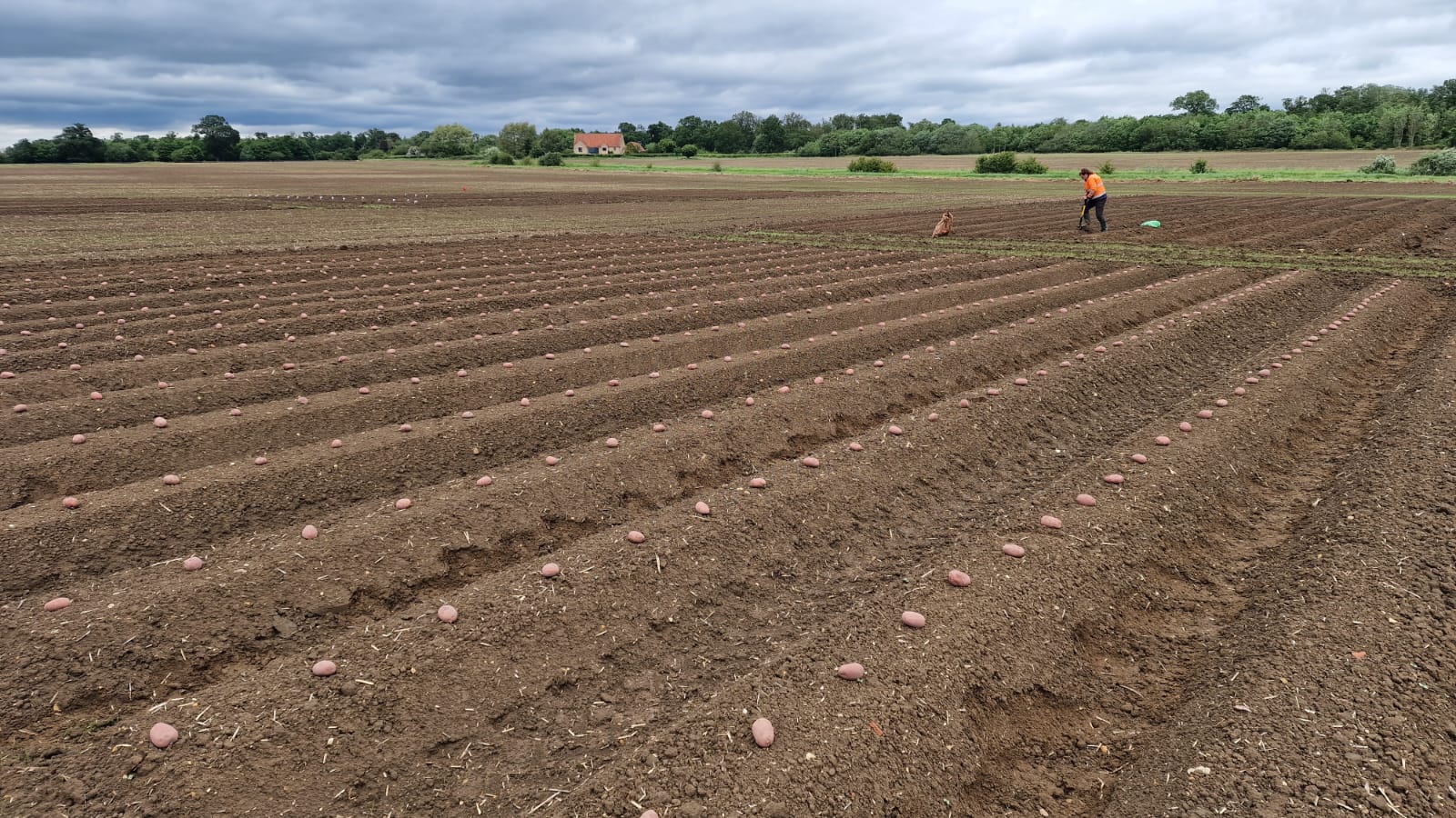 Foliar N - Foliar nitrogen fertiliser 