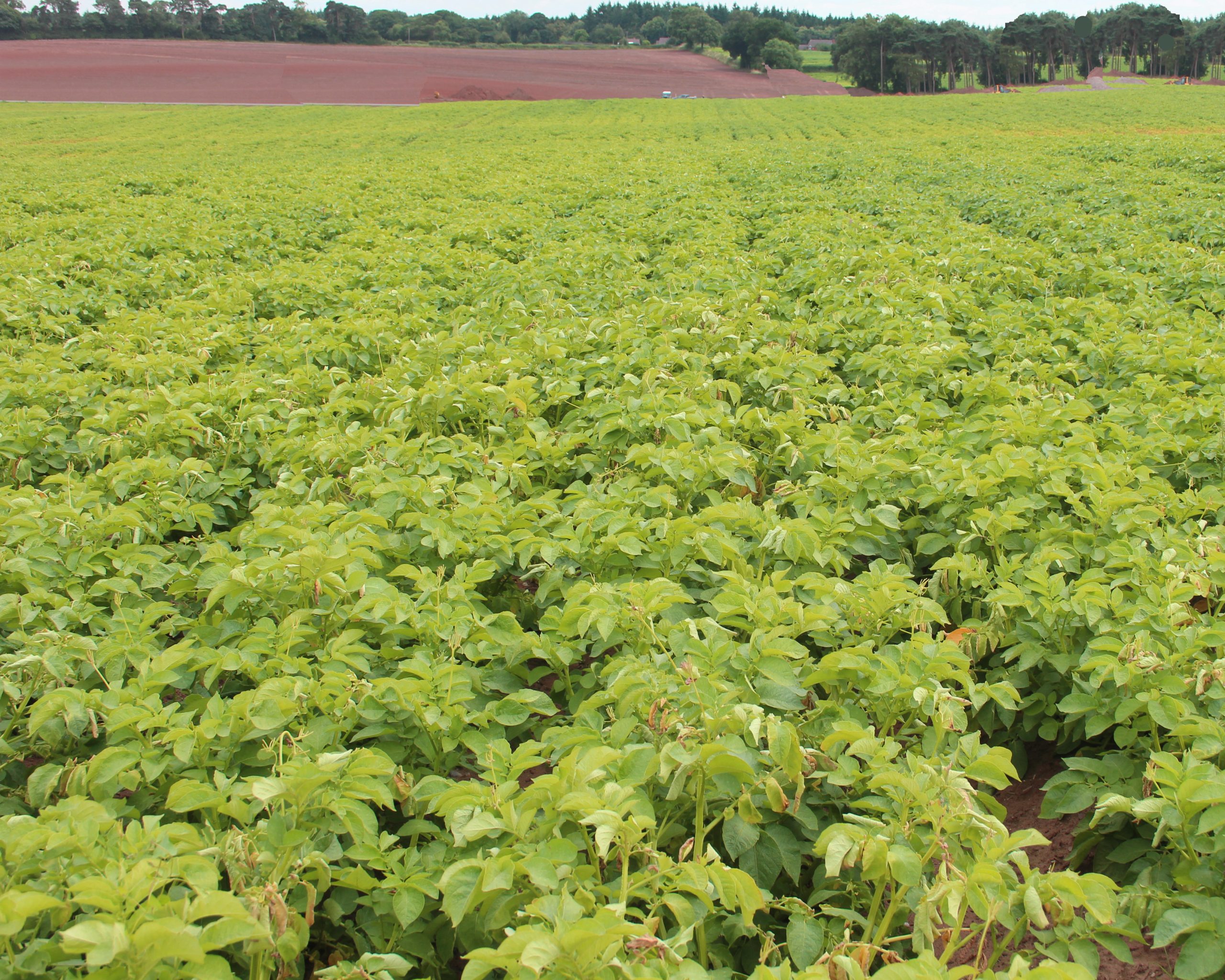 Potato crop showing signs of heat and drought stress