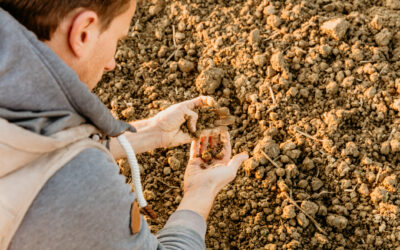 Soil analysis – it needs to be more than a single number..