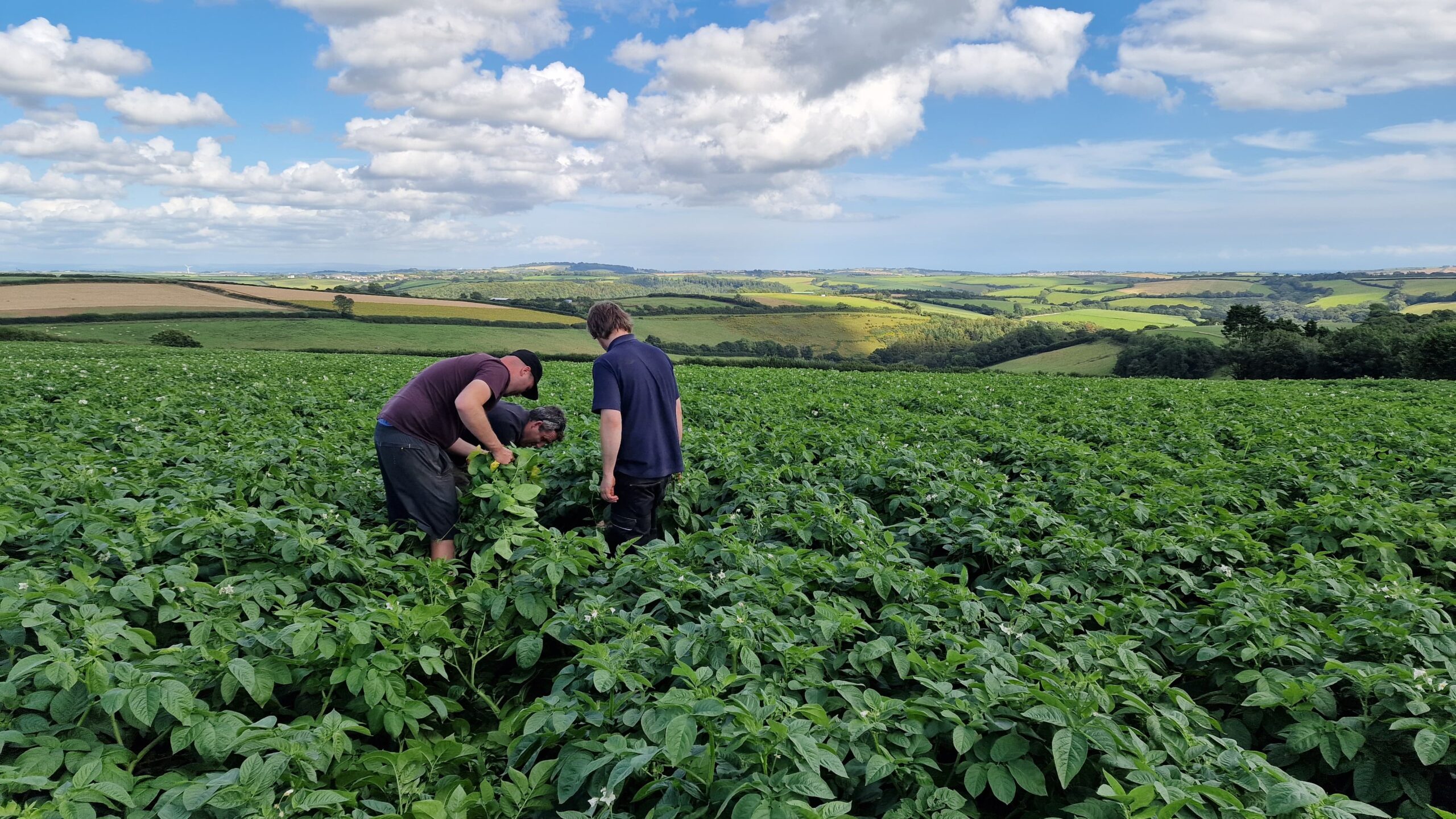 Field walking of crops