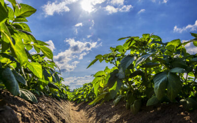 Withstanding the effects of heat and drought stress naturally
