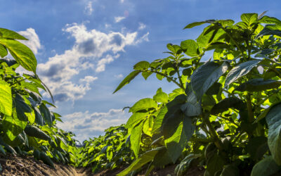 Withstanding the effects of heat and drought stress naturally