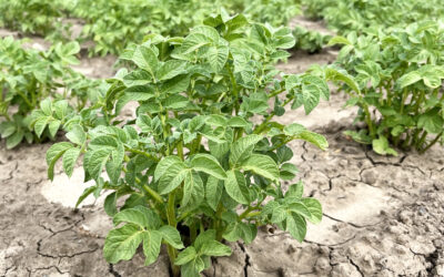 What is leaf tissue analysis and why is it useful in potato crops?