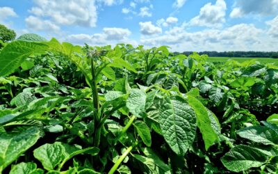 Boost your crops’ health and yield outcomes with BioBoost