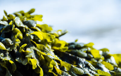 How Seaweed Extracts Help Potatoes Cope with Water Stress
