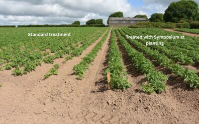 The Root of Success: Why potato root development shapes crop health