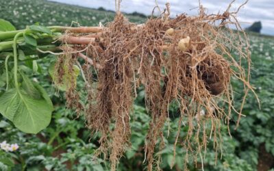 Microbes and Potatoes: The Key to Healthier Soil, Stronger Roots, and Drought Resilience