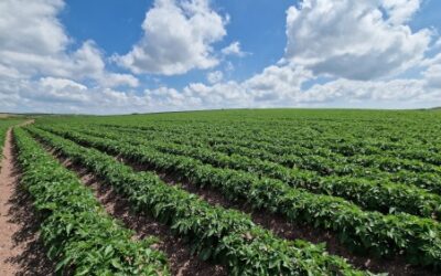 2025 Potato farm report & analysis  