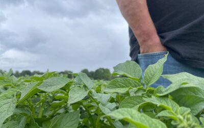 Yield and profit with OptiYield