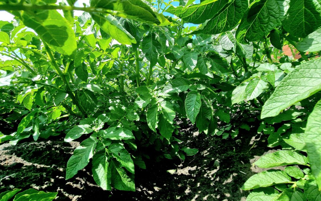 Farming smarter – Cutting inputs without cutting yield