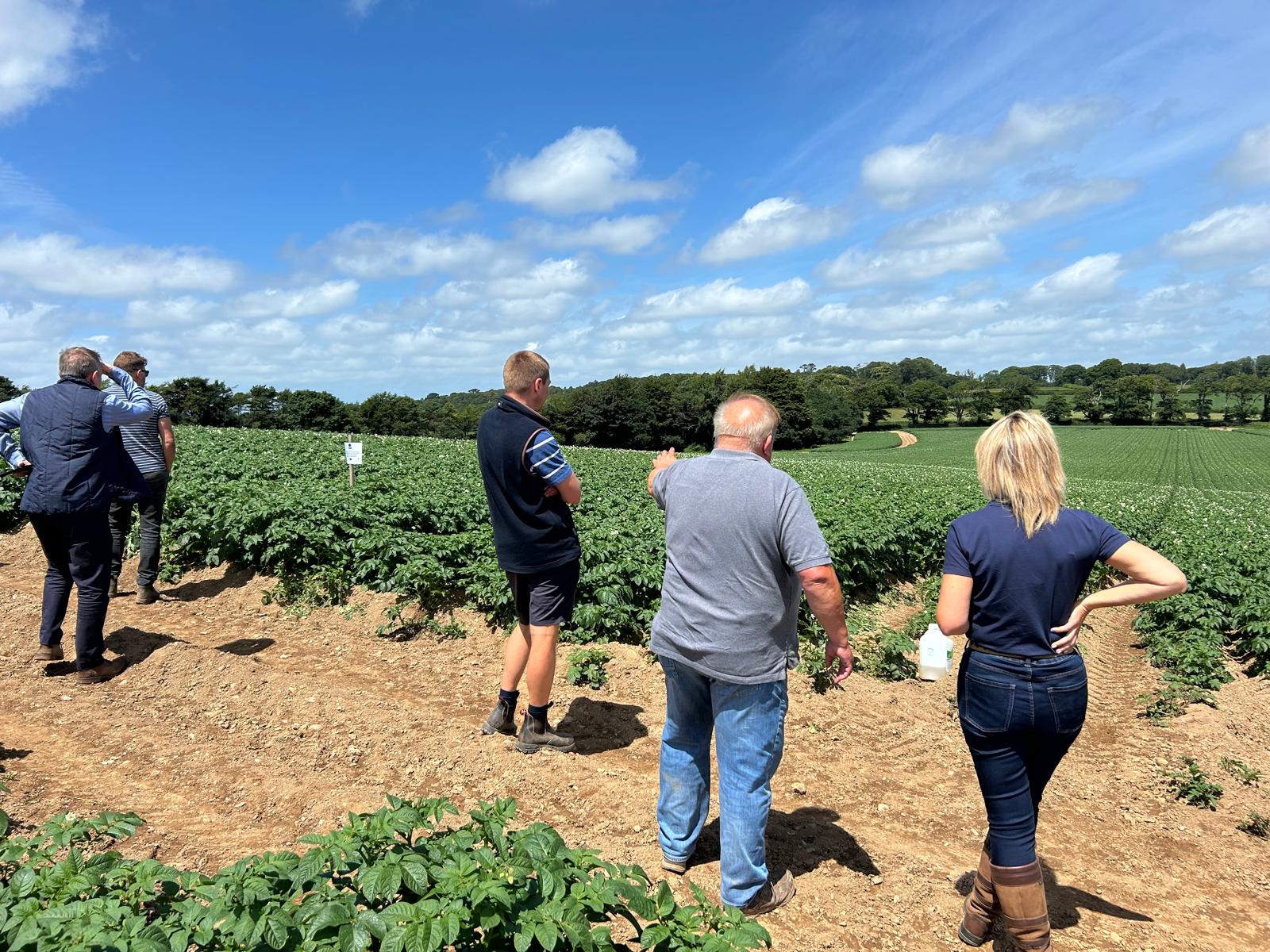 Carrot crop showing strong root development in a root crop agronomy trial
