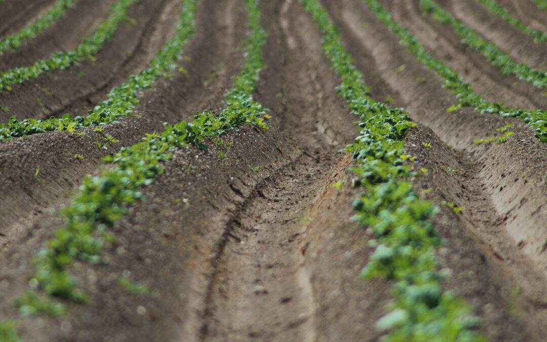 Using Soil Analysis to Build a Potato Nutrition Plan