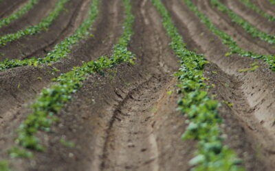 Using Soil Analysis to Build a Potato Nutrition Plan