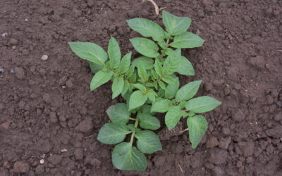 Why Standard Soil Tests Are Not Enough for Potato Crops