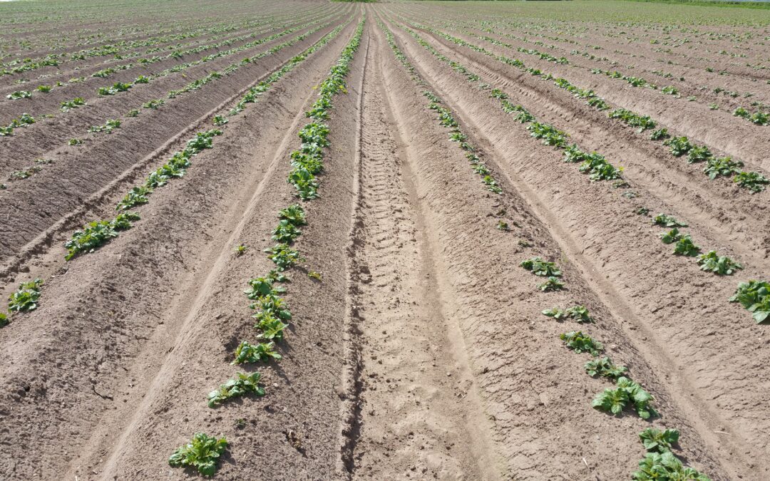 Why Microbial Mixes at Planting Support Potato Crop Resilience