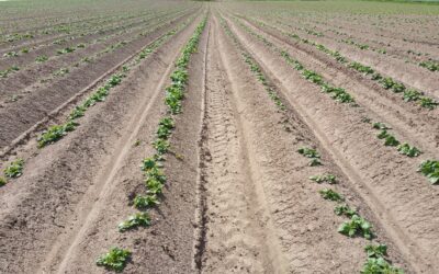Why Microbial Mixes at Planting Support Potato Crop Resilience