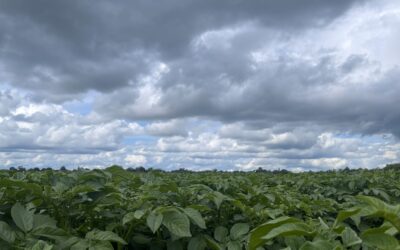 Foliar Application in Wet and Dry Weather | Crop Nutrition
