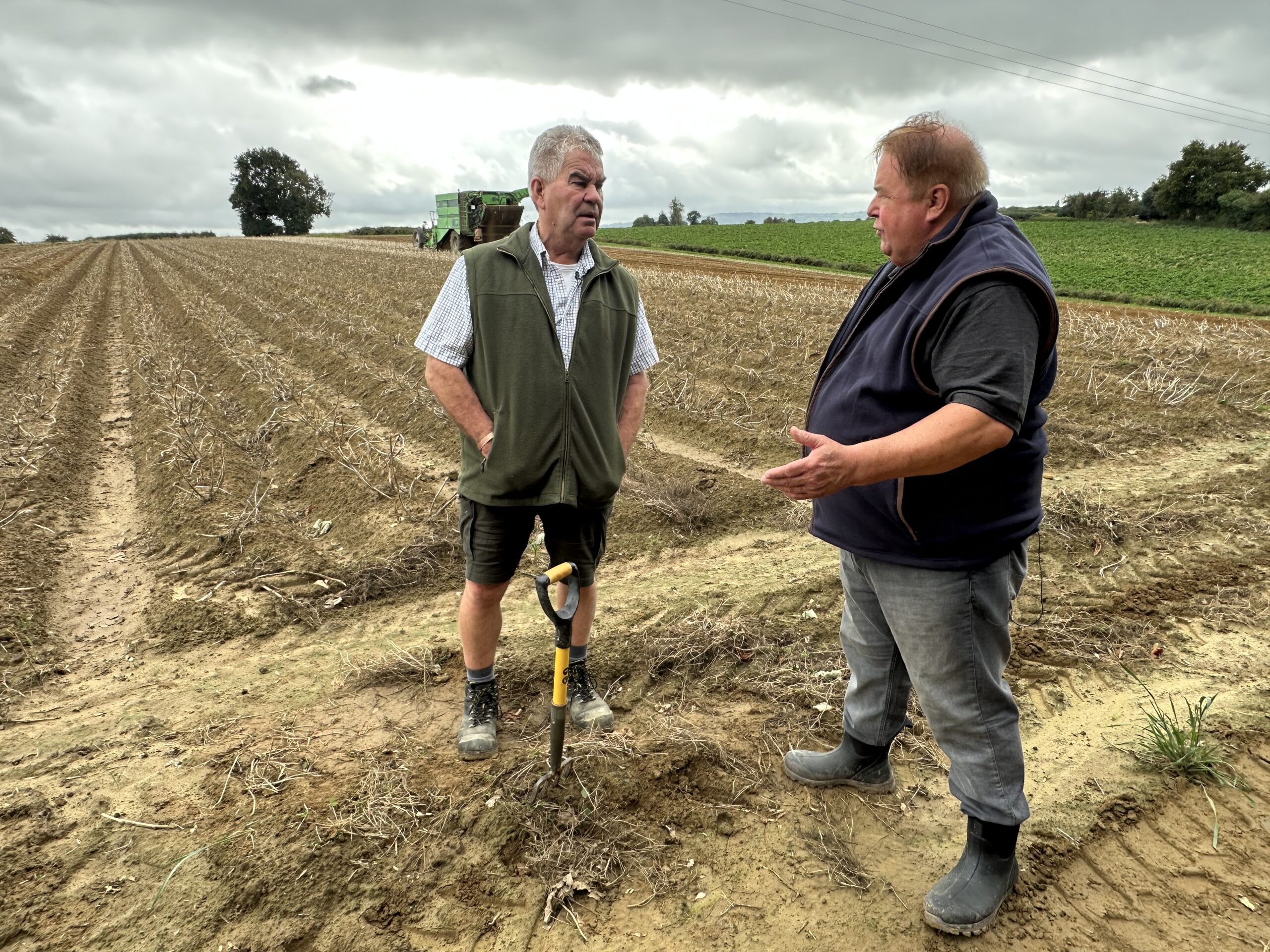 Potato crop at D Vaux and Sons in South Somerset showing crop resilience during a dry 2025 season