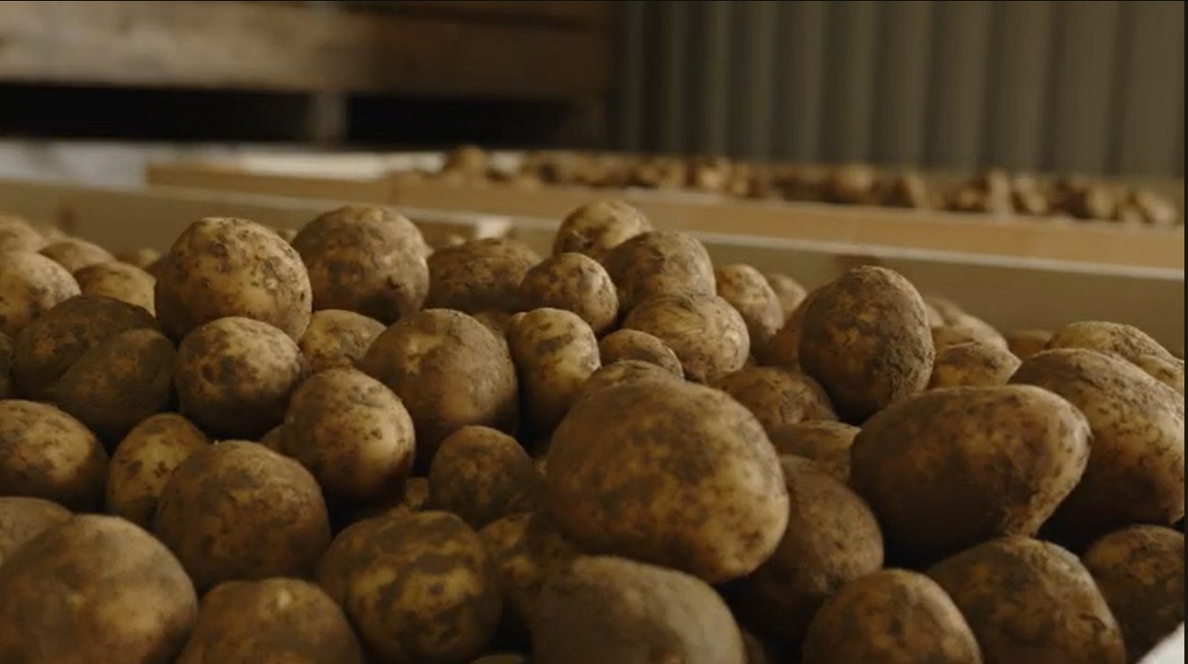 Potato crop at D Vaux and Sons in South Somerset showing crop resilience during a dry 2025 season