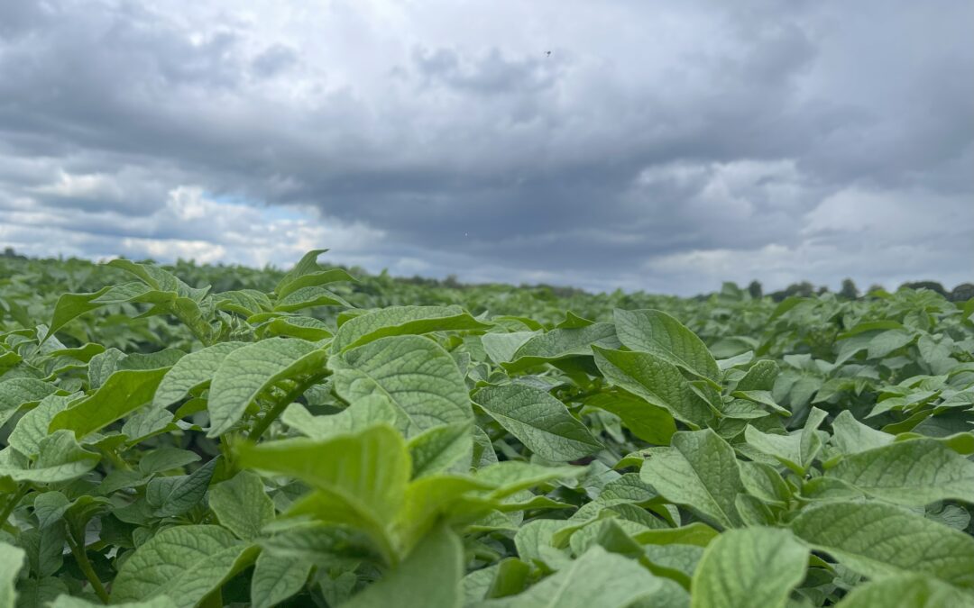 Potato Petiole Analysis: Staying on Track from Emergence and Beyond