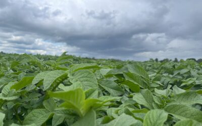 Potato Petiole Analysis: Staying on Track from Emergence and Beyond