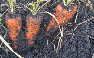 From Potatoes to Carrots: Root Crop Agronomy, Soil Biology and Marketable Yield