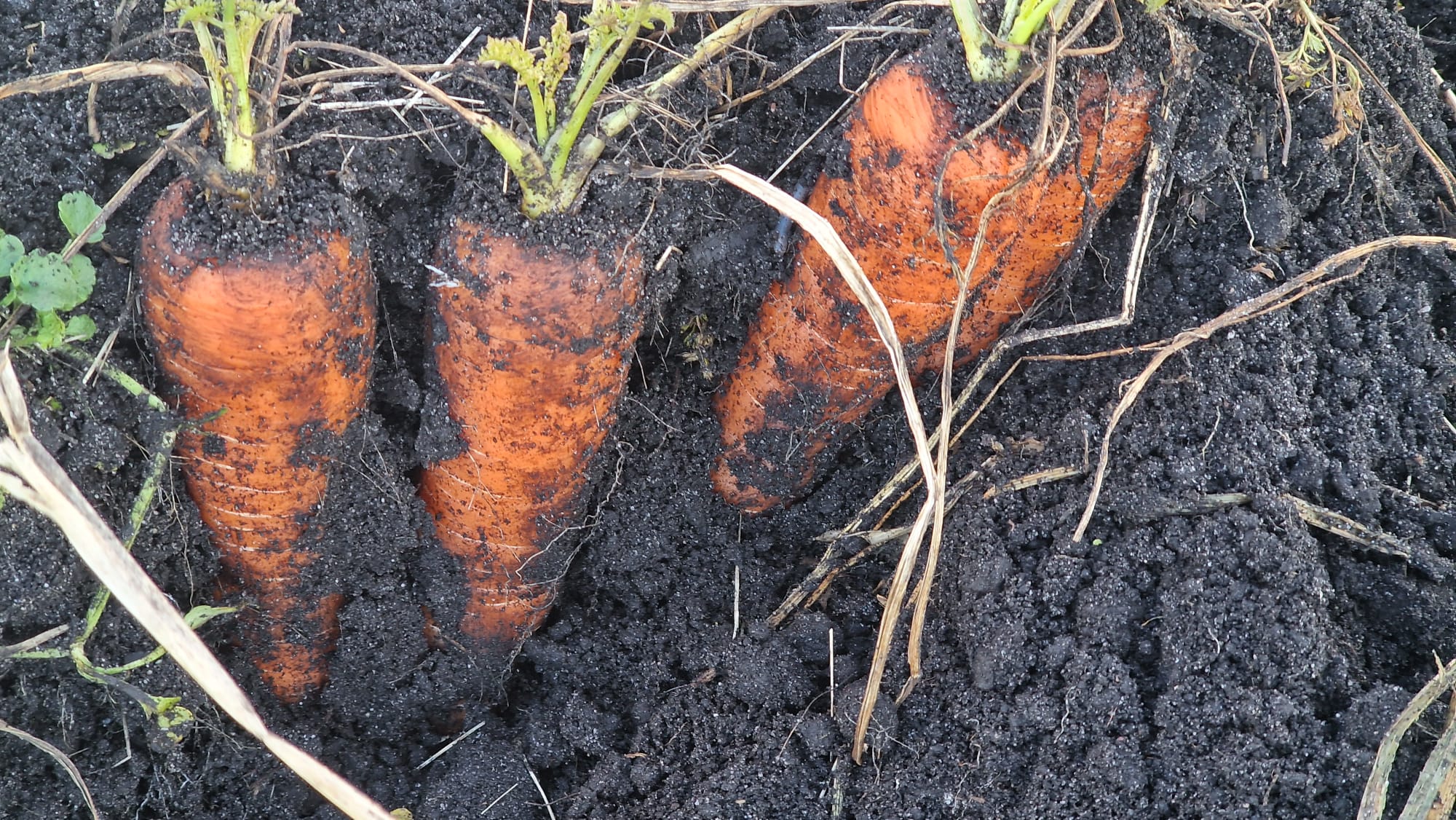 Carrot crop showing strong root development in a root crop agronomy trial