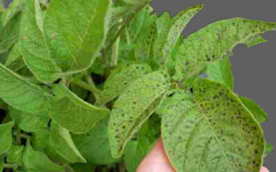 Why Petiole Analysis Matters Before Potato Crops Look ‘Off Colour’