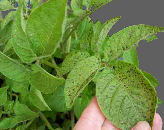 Potato leaves showing nutrient deficiency symptoms
