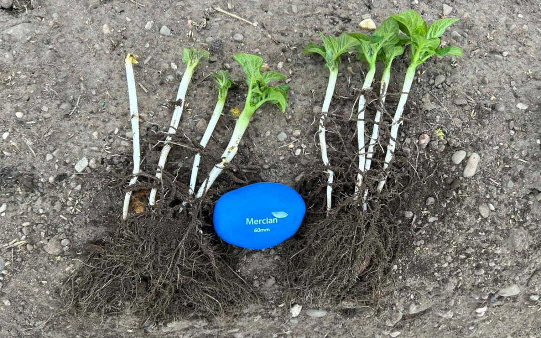 Strong Potato Roots: What Early Symposium-Treated Crops Are Showing
