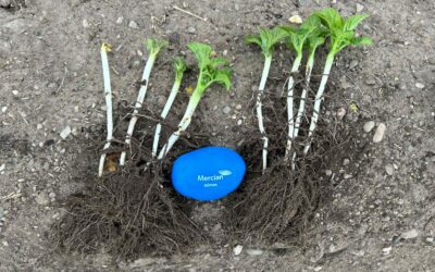 Strong Potato Roots: What Early Symposium-Treated Crops Are Showing
