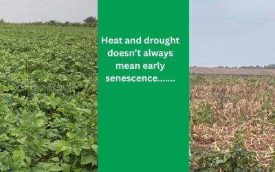 Potato Heat Stress: Keeping Crops Working Through Summer